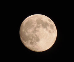 うさぎが逃げた