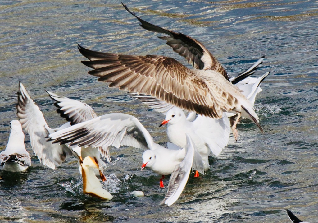 食パンだよ全員集合