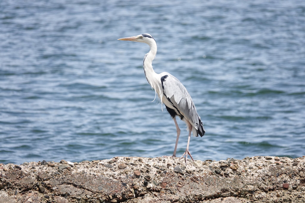 やって来ました漁港へ４