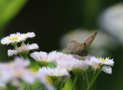 花と蝶　２