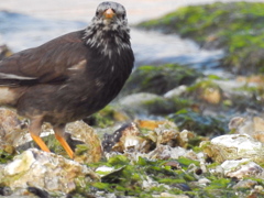 ムクさんのおじいちゃん