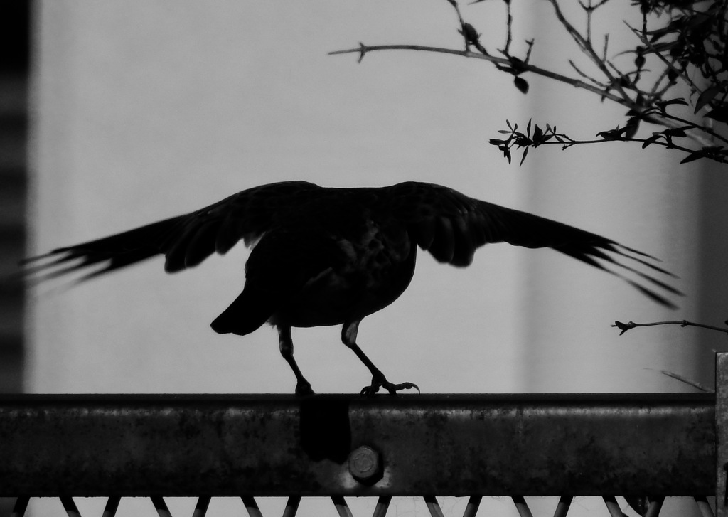 バンジージャンプ