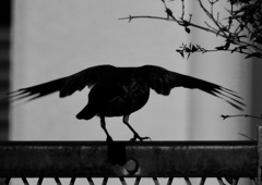 バンジージャンプ