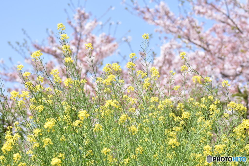 菜の花とさくら