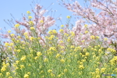 菜の花とさくら