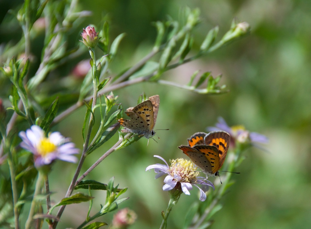 ちょっと待って