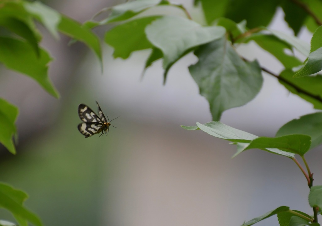 葉っぱめがけて