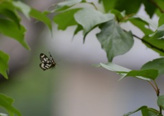 葉っぱめがけて