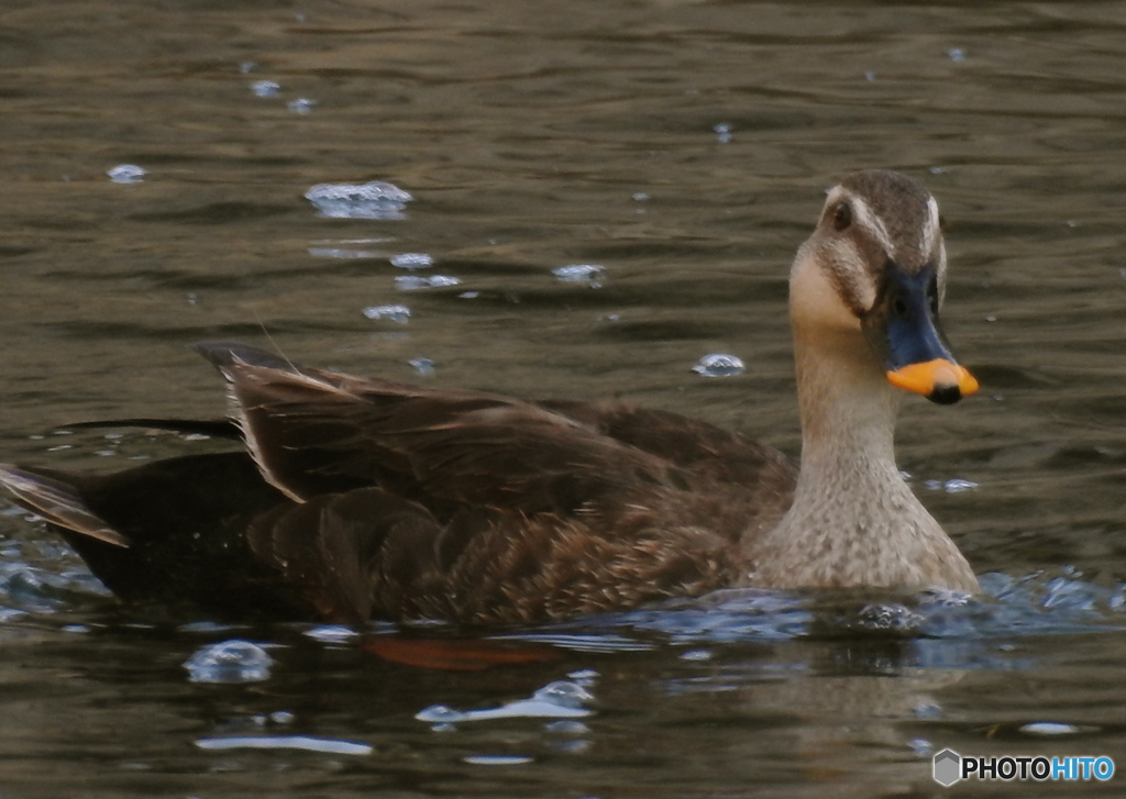 カルさんが来てくれた