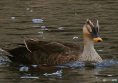 カルさんが来てくれた