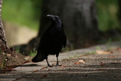 カラスの散歩