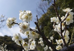 梅が咲き始めました