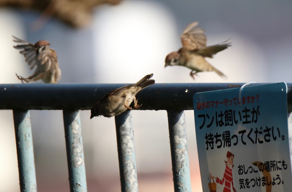 スズメさん達看板を見てびっくり