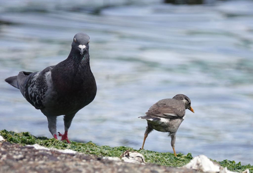 椋さんここはトイレじゃないよ