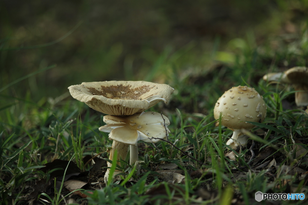 食べれるのかな〜