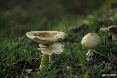 食べれるのかな〜