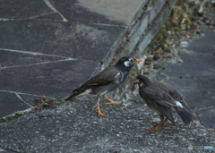 御飯ちょうだい