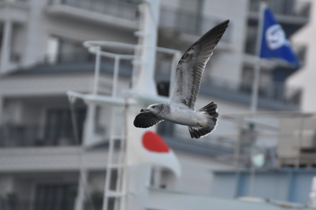 飛んでる飛んでる