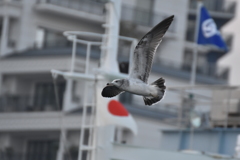 飛んでる飛んでる