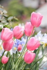 咲いた咲いたチューリップの花が