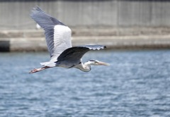 やって来ました漁港へ２