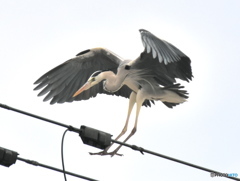 おぉ〜迫力ありますね