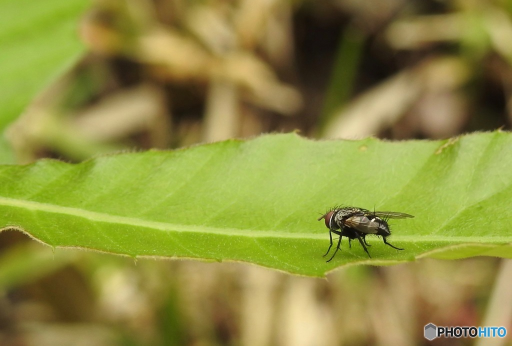 なぜか嫌われもの
