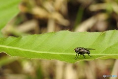 なぜか嫌われもの