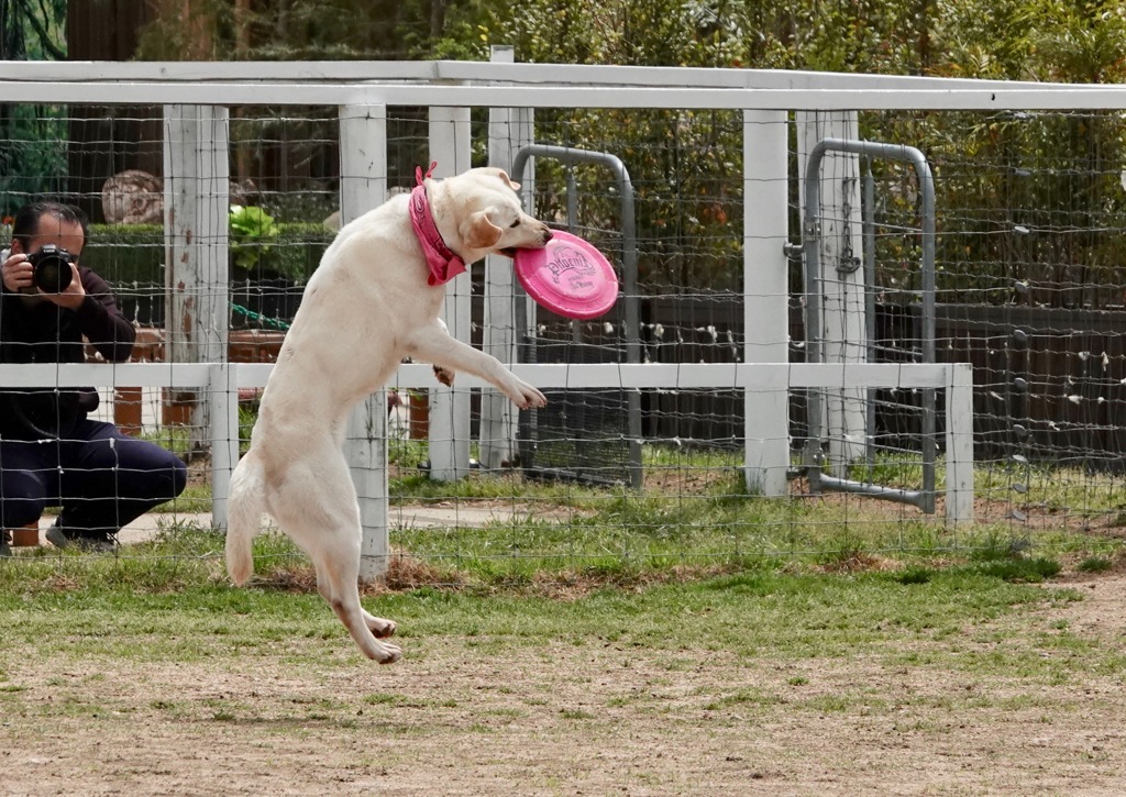 ナイスキャッチ