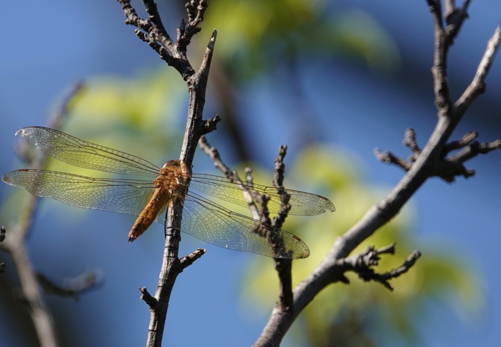 何時もの公園　３