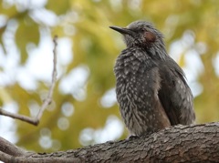 凛々しい顔をしてます