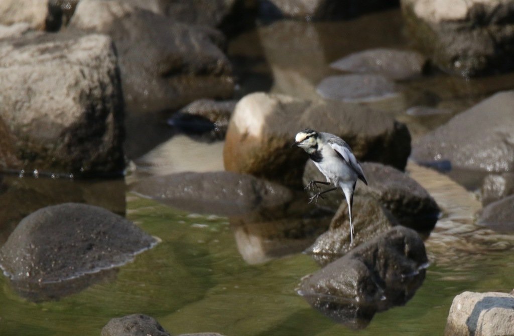 どうだい、このジャンプ