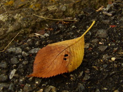 枯れ葉、PCは壊れかけ