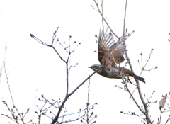 ガシラが釣れた