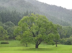 雨にうたれて
