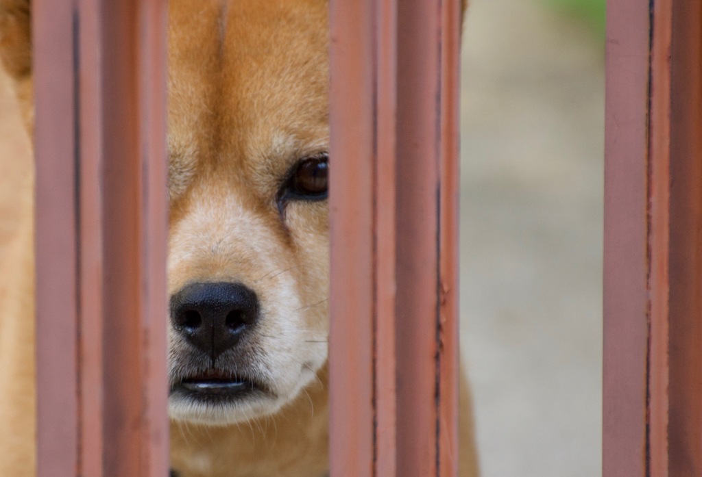 番犬はミタ