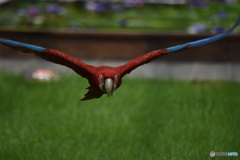 スパイダーマン