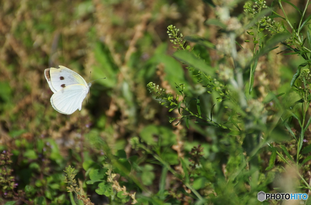 だるまさんが転んだ