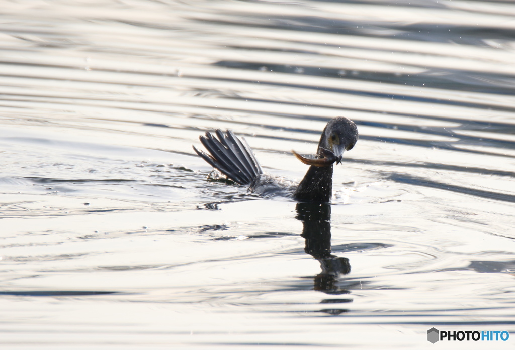 ウミウの魚狩り　２