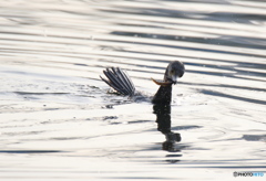 ウミウの魚狩り　２
