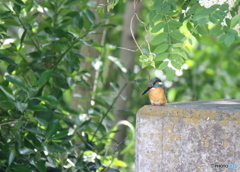 こんな所にカカカカカカわわわわわ