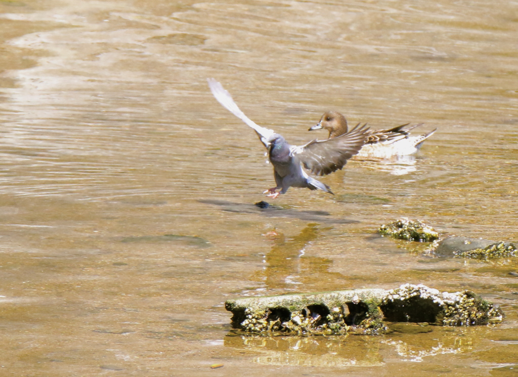 ぶれぶれも味のうち