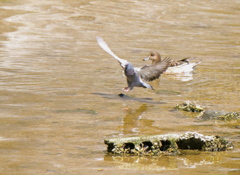 ぶれぶれも味のうち
