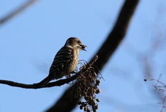 コゲラさん