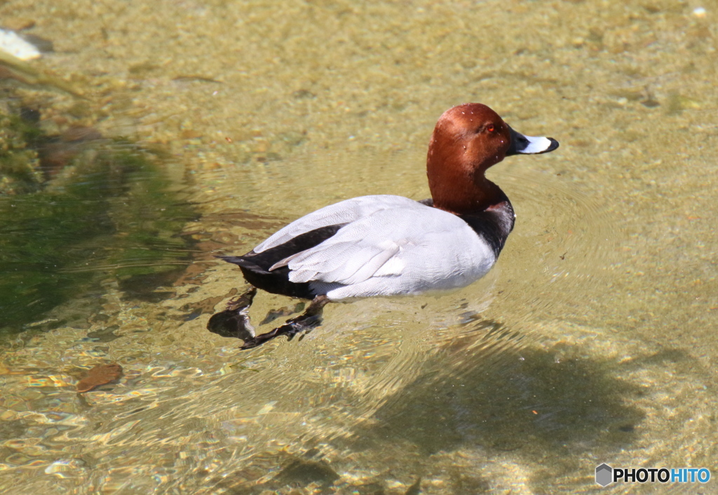 まぁ〜立派ですね