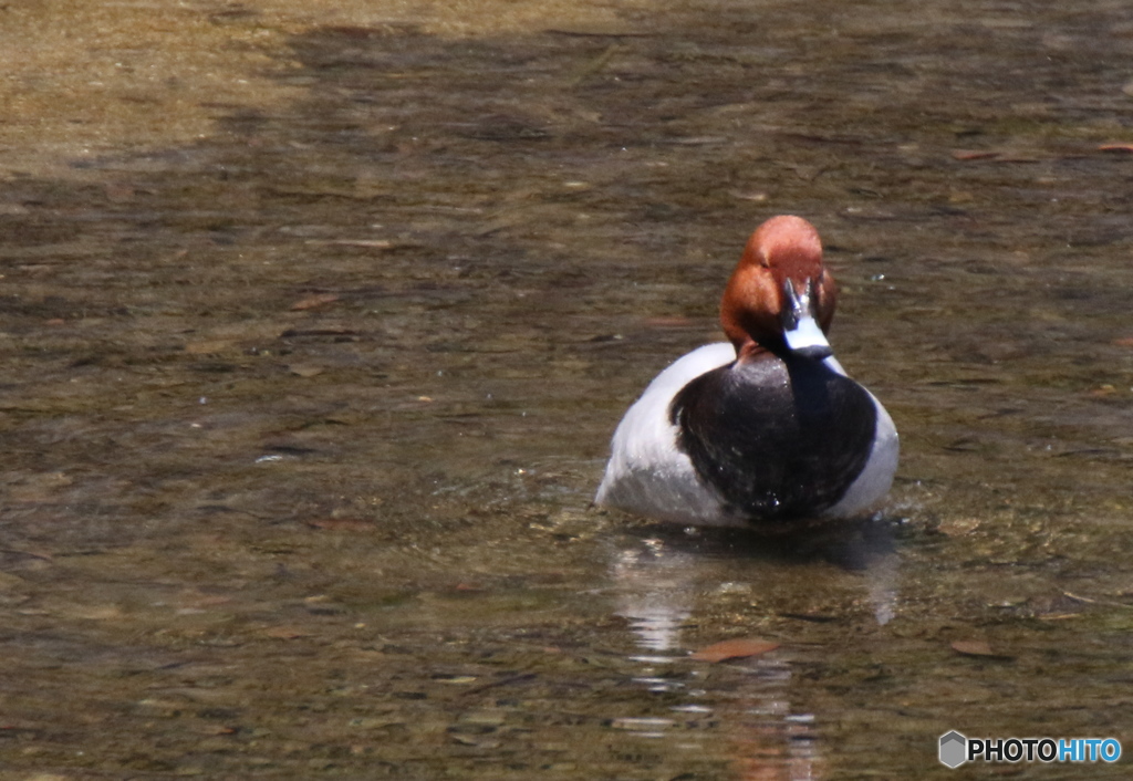 まぁ〜立派ですね　２
