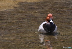 まぁ〜立派ですね　２