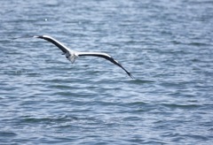 やって来ました漁港へ