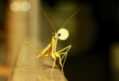 カマキリの恩返し