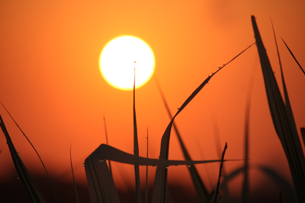 動けないあさひ